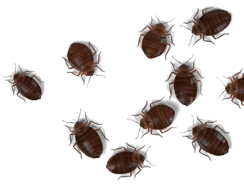 Bed Bugs Bedbugs Bronx Exterminators