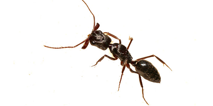 Ants Bronx Exterminators