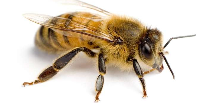 Bees wasp Bronx Exterminators