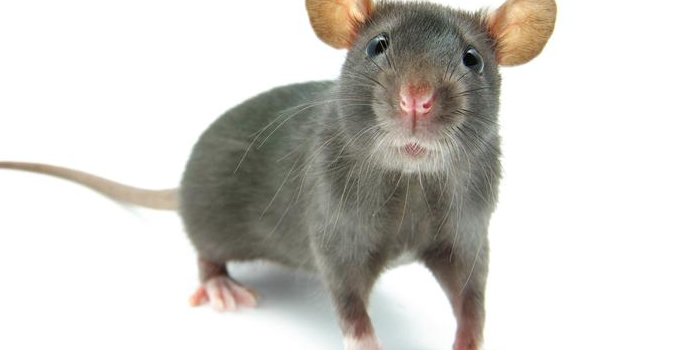 Rats Mice Rodents Mouse Bronx Exterminators