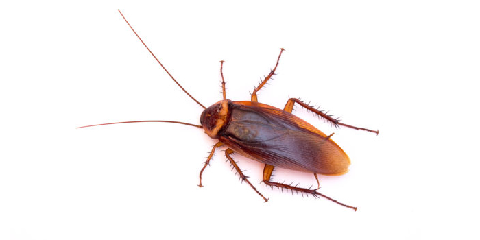 Cockroaches Roaches Bronx Exterminators