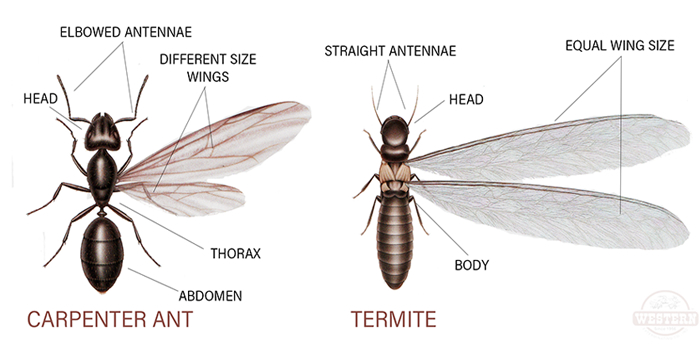 Termites Bronx Exterminators 